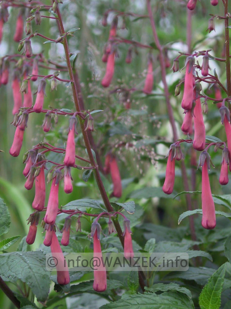 Phygelius capensis Fanfare 01 knospig.jpg